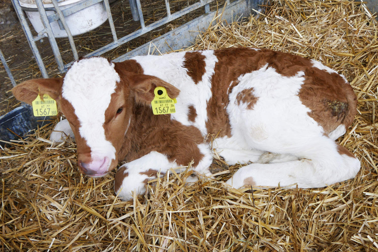 Kleines Kalb in der Abkalbebox